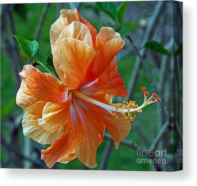 Hibiscus Canvas Print featuring the photograph Peachy Hibiscus by Larry Nieland