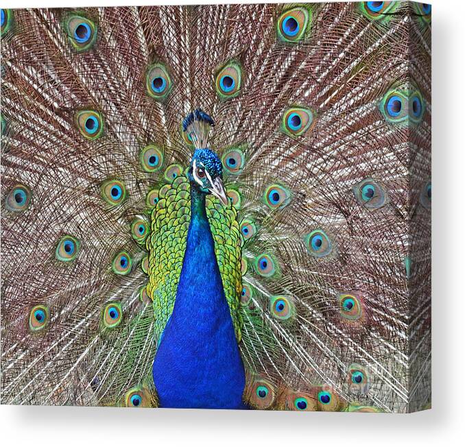 Peacock Canvas Print featuring the photograph Peacock Displaying His Plumage by Jim Fitzpatrick