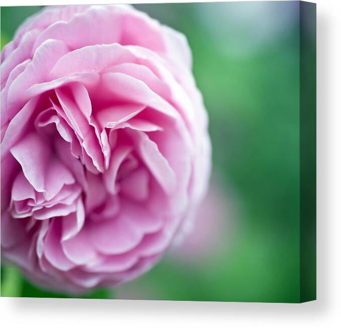 Pink Canvas Print featuring the photograph Pink Bourbon Rose LOUISE ODIER by Frank Tschakert