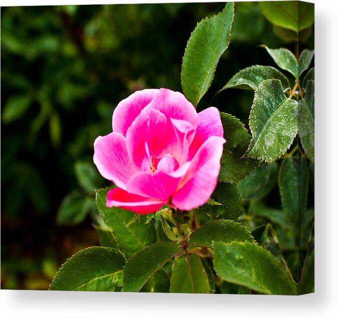  Canvas Print featuring the photograph Pink Flower by James Gay