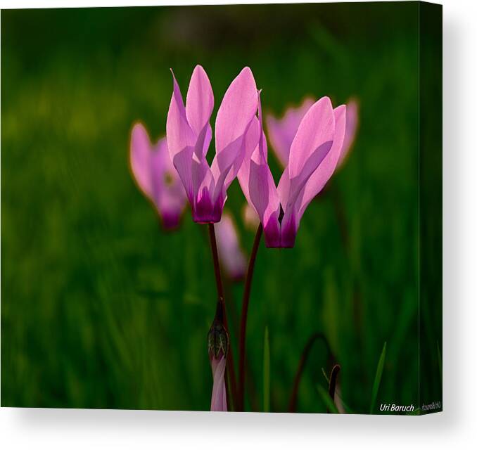 Cyclamen Canvas Print featuring the photograph Pink Light by Uri Baruch