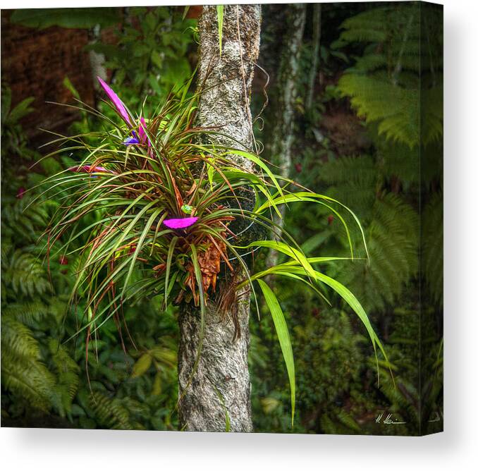 Tillandsia Cyanea Canvas Print featuring the photograph Pink Quill by Hanny Heim