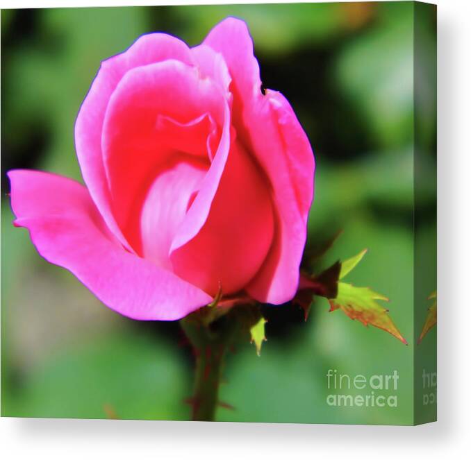 Rose Canvas Print featuring the photograph Pink Rose Bud by D Hackett