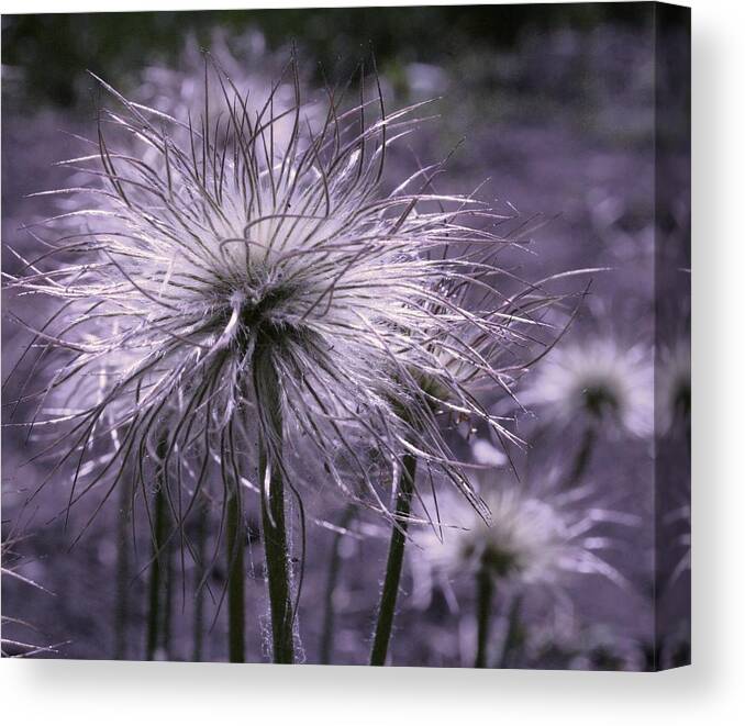 Landscape Canvas Print featuring the photograph Poof by Julie Lueders 