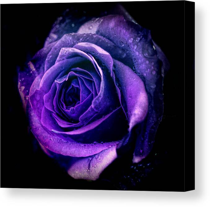 Rose Canvas Print featuring the photograph Purple role by Lilia S