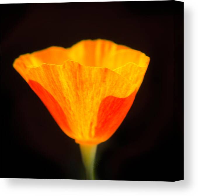 Flowers Canvas Print featuring the photograph Radiance by Susan Eileen Evans