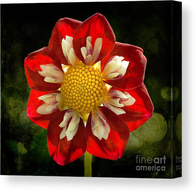 Dahlia Ray Meister Canvas Print featuring the photograph Ray-Meister by Ann Jacobson