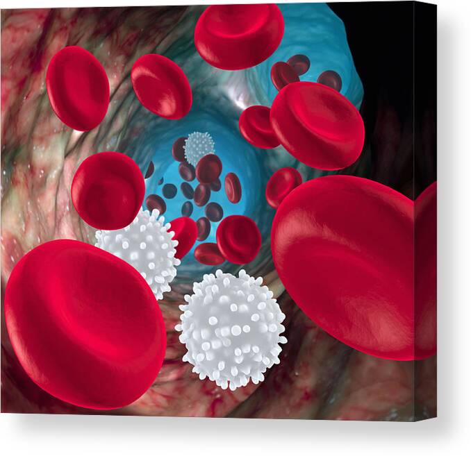 Human Body Canvas Print featuring the photograph Red And White Blood Cells by Roger Harris