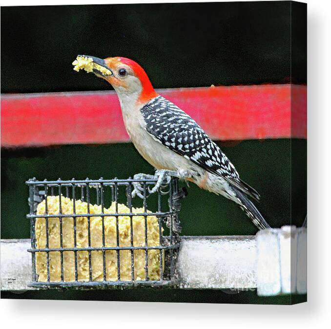 Nature Canvas Print featuring the photograph Red Bellied Woodpecker by DB Hayes