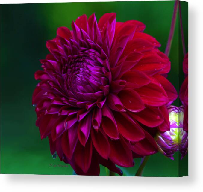 Red Dahlia Canvas Print featuring the photograph Red Plate Size Dahlia by Jeanette C Landstrom