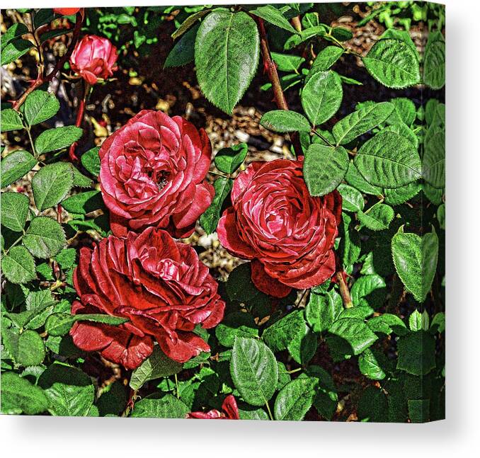 Linda Brody Canvas Print featuring the digital art Red Roses Abstract 1 by Linda Brody