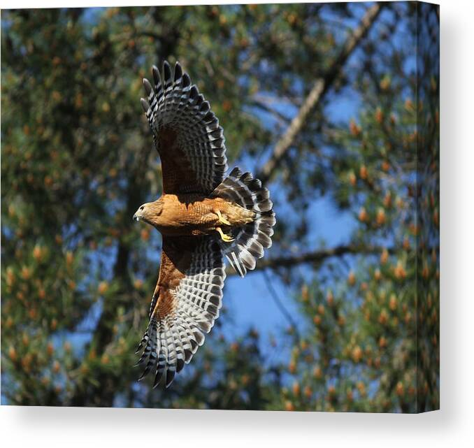 Hawk Canvas Print featuring the photograph Red Shouldered Hawk by Liz Vernand