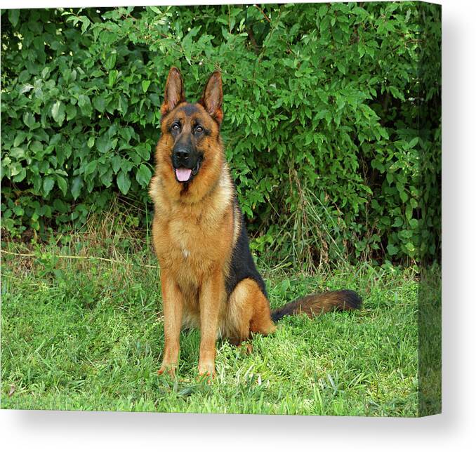 German Shepherd Canvas Print featuring the photograph Rocco Sitting by Sandy Keeton