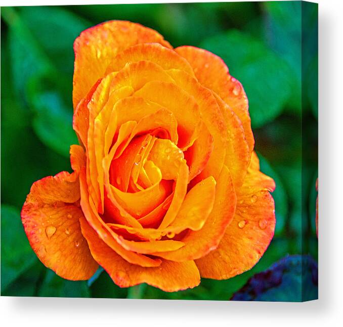 Rose Canvas Print featuring the photograph Rose by Jerry Cahill