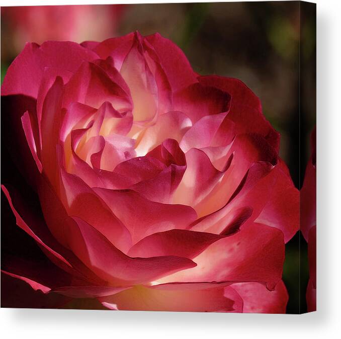 Rose Canvas Print featuring the photograph Rosy closeup by Ronda Ryan