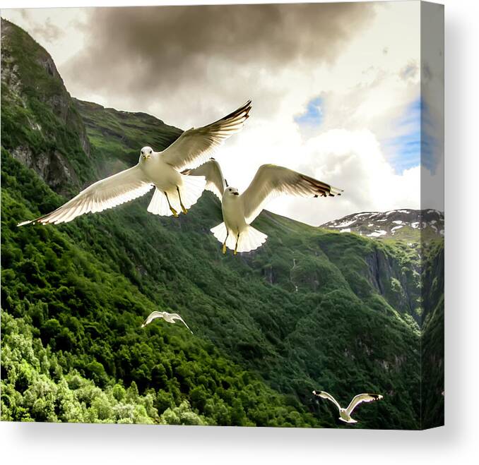 Seagull Canvas Print featuring the photograph Seagulls over the Fjord by KG Thienemann