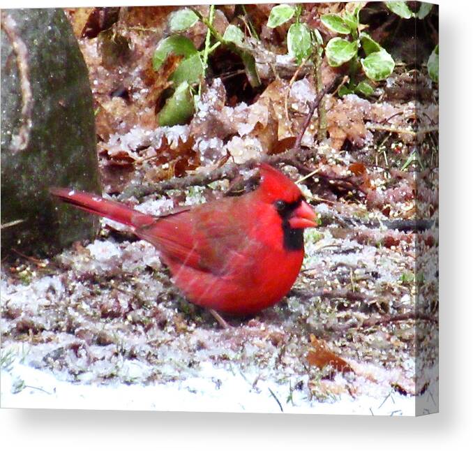Cardinal Canvas Print featuring the photograph Snow Cardinal by CAC Graphics