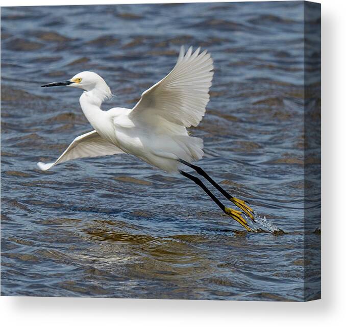 Egret Canvas Print featuring the photograph Snowy Egret Taking Off by William Bitman