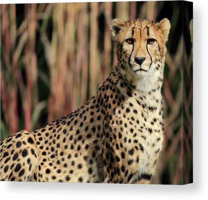 Cheetah Canvas Print featuring the photograph Spotted by Art Cole