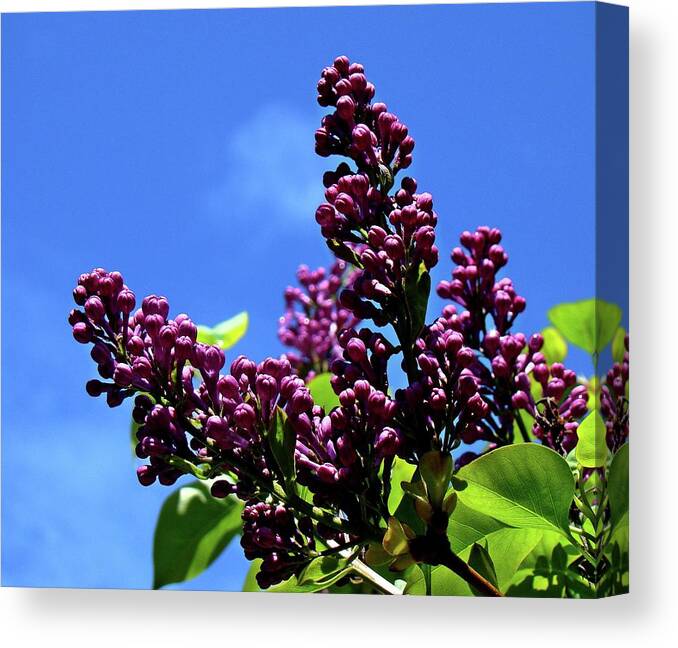 Lilac Canvas Print featuring the photograph Spring Lilac by Nick Kloepping