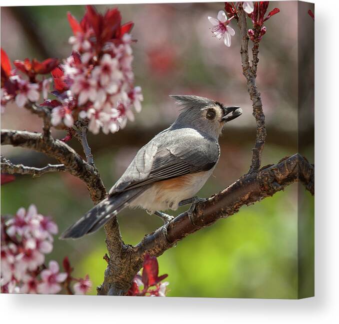 Tufted Titmouse Canvas Print featuring the photograph Spring Tufted Titmouse 2018 2 by Lara Ellis