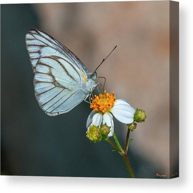 Nature Canvas Print featuring the photograph Striped Albatross Butterfly DTHN0209 by Gerry Gantt