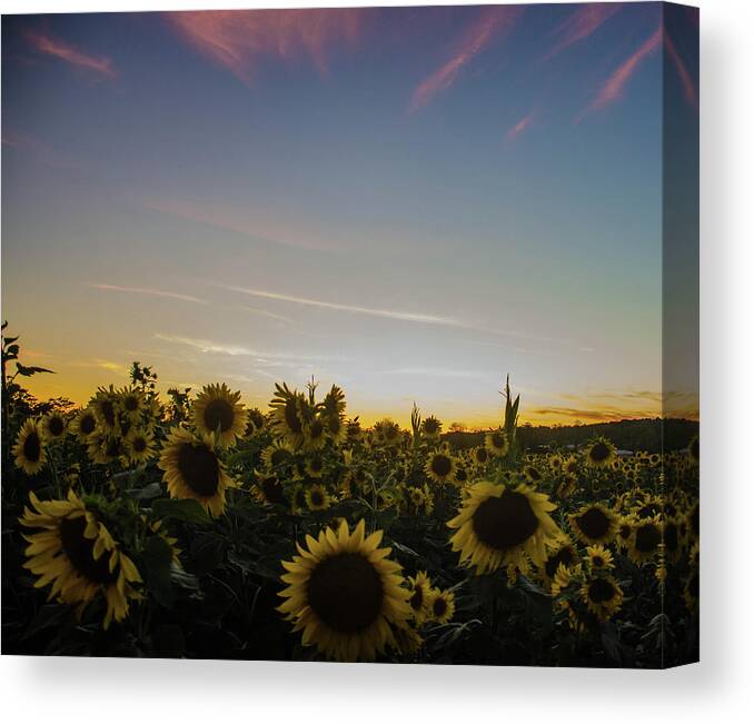 Landscape Canvas Print featuring the photograph Sunset with Sunflowers at Andersen Farms by GeeLeesa Productions