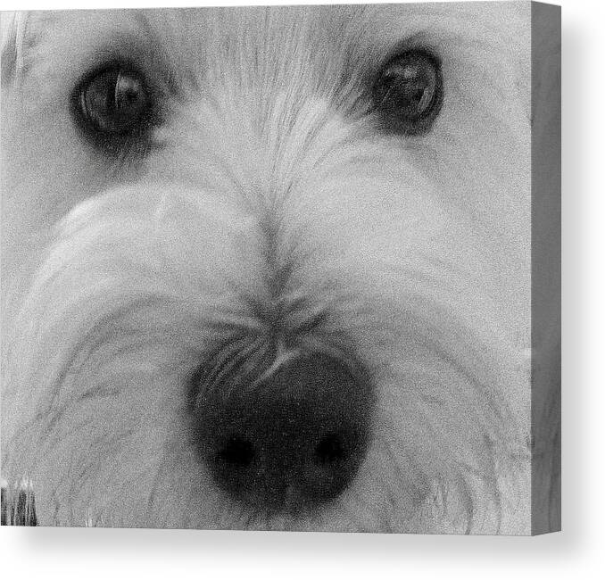 Dog Canvas Print featuring the photograph The Eyes Have It by Edward Smith