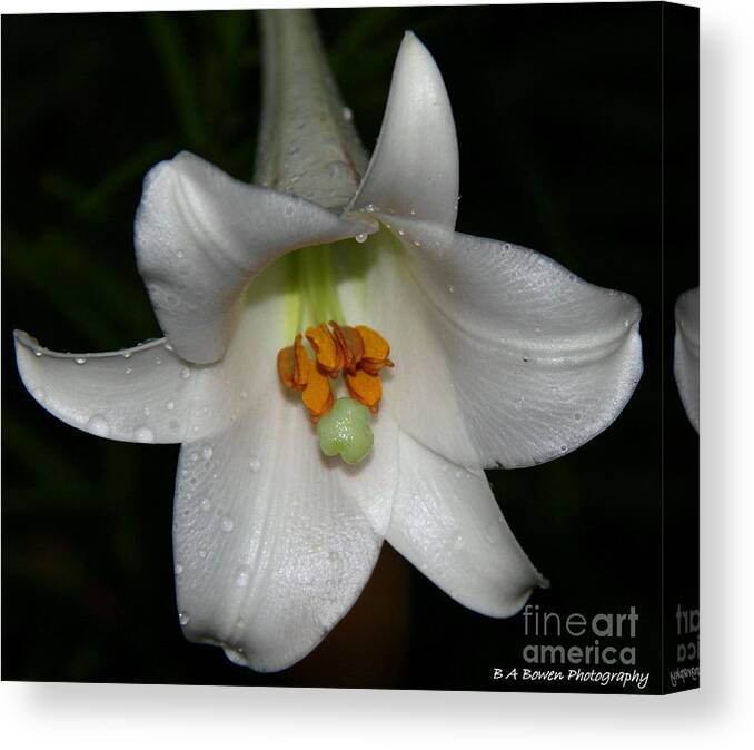 Liliy Canvas Print featuring the photograph The Lone Lily by Barbara Bowen