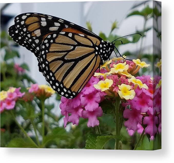 Butterfly Canvas Print featuring the photograph The Monarch has Returned by ChelleAnne Paradis
