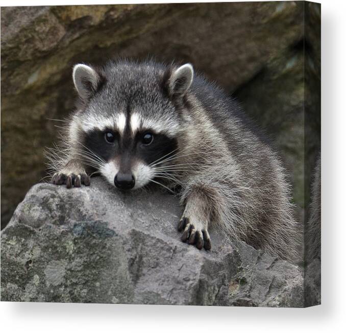 Raccoon Canvas Print featuring the photograph The Stare by Jerry Cahill