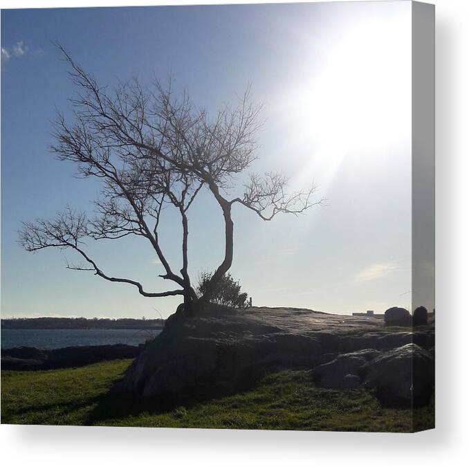 Tree Canvas Print featuring the photograph This Tree Rocks by Lori Lafargue