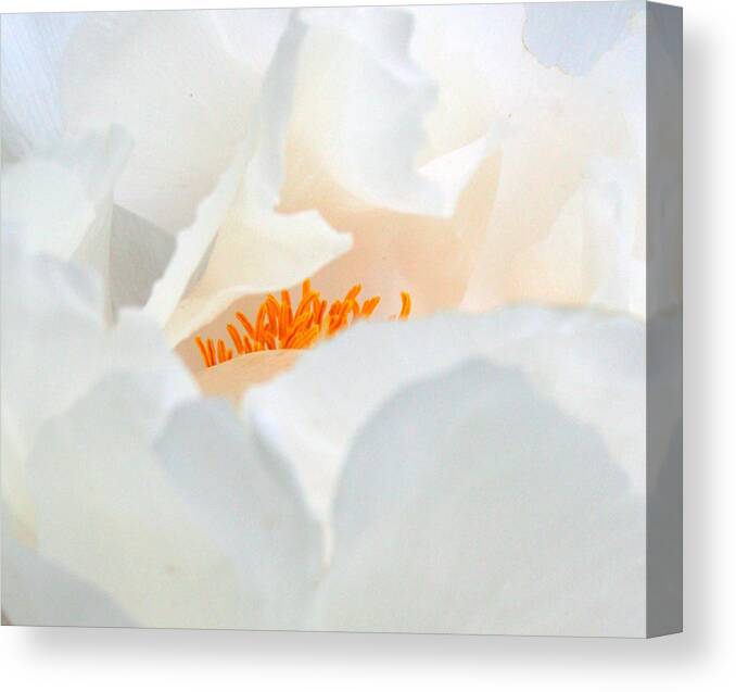 Flower Canvas Print featuring the photograph Tickle Me Pink by Julie Lueders 