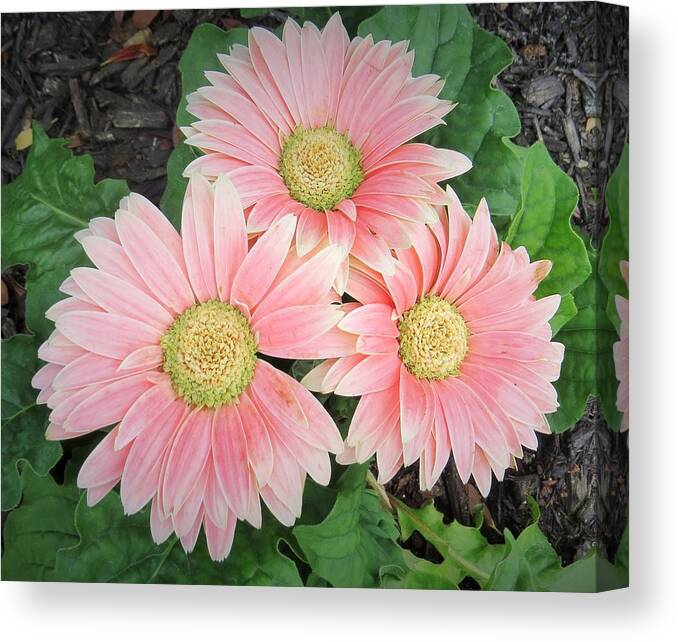 Flowers Canvas Print featuring the photograph Trio of Gerbers by Jeanette Oberholtzer