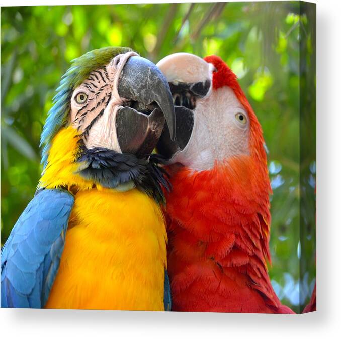 Florida Canvas Print featuring the photograph Tropical Kisses by Richard Bryce and Family