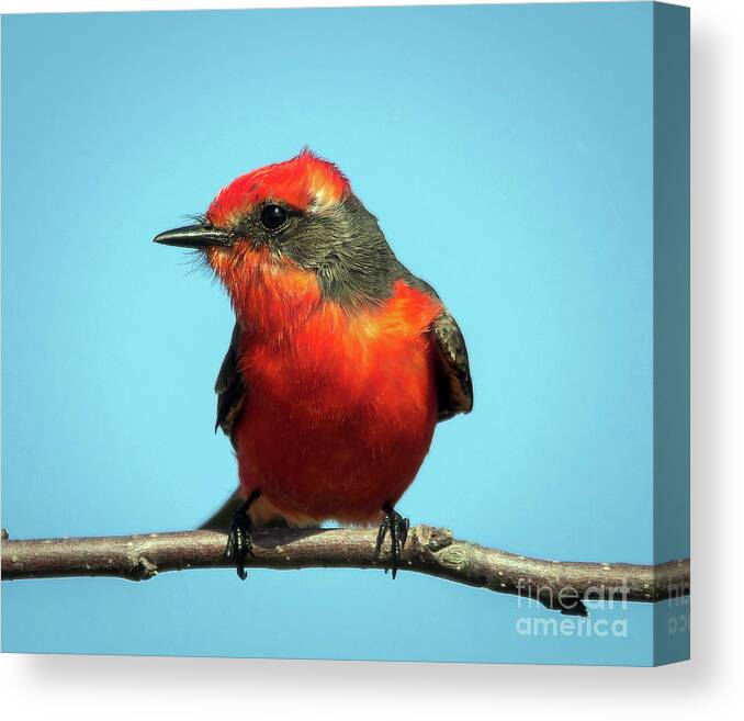 Nature Canvas Print featuring the photograph Vermilion Flycatcher - Pyrocephalus Rubinus by DB Hayes
