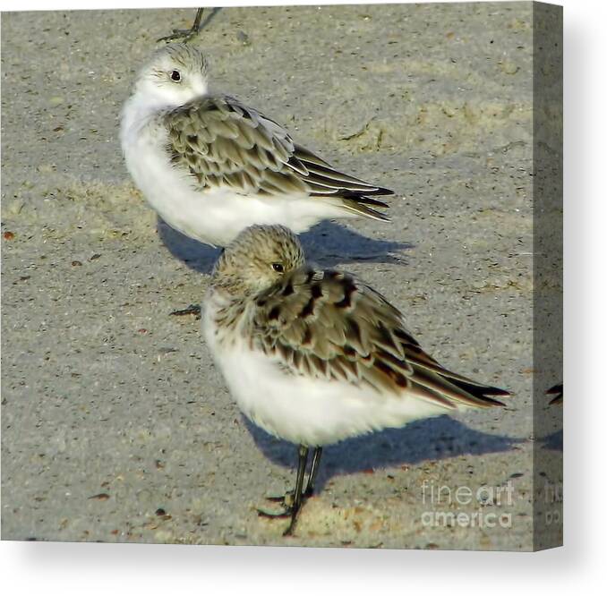Sandpiper Canvas Print featuring the photograph Watching Me by D Hackett