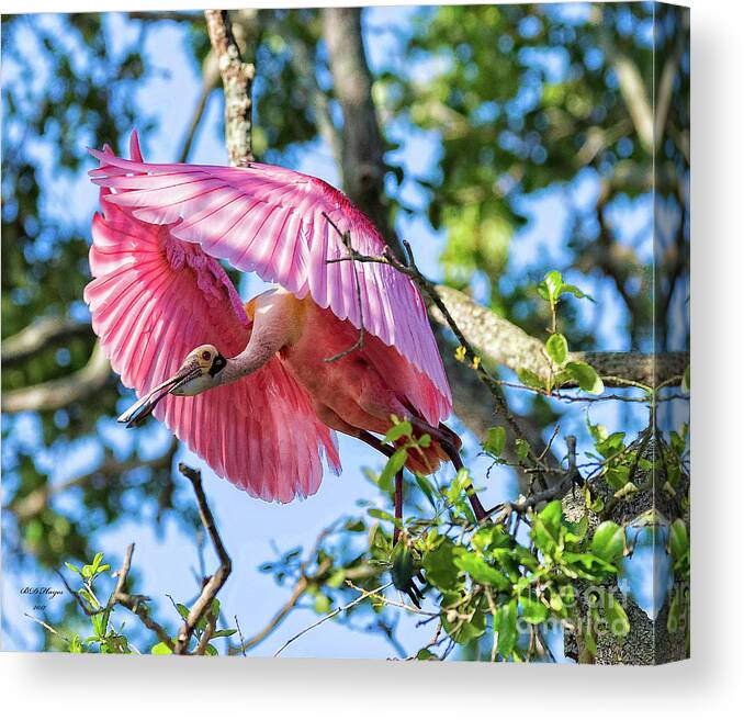 Spoonbills Canvas Print featuring the photograph We Have Lift Off by DB Hayes