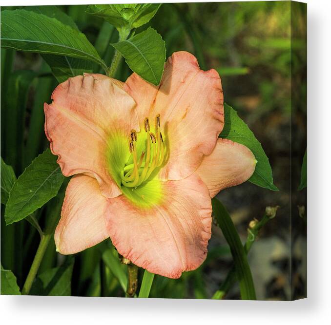 Peach Canvas Print featuring the photograph What A Peach by Kathy Clark