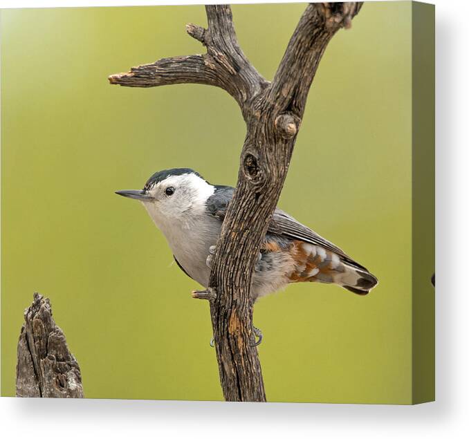 White-breasted_nuthatch Canvas Print featuring the photograph White-breasted Nuthatch by Tam Ryan
