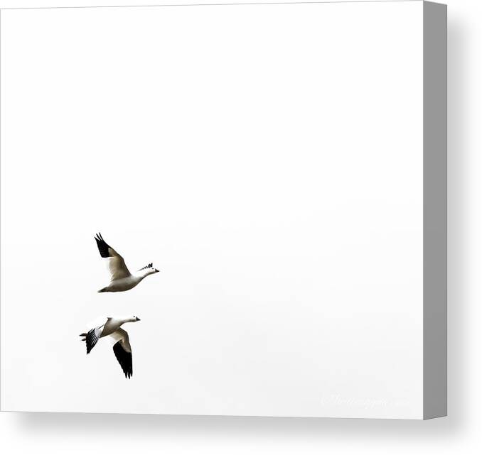 White Canvas Print featuring the photograph White in Flight by Britt Runyon
