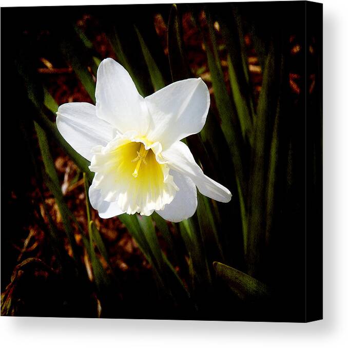 Narcissus Canvas Print featuring the photograph White in Nature by Milena Ilieva