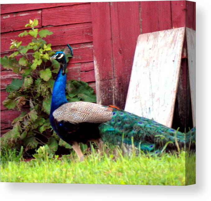 Peafowl Canvas Print featuring the photograph Why Do I Live Here by Wild Thing