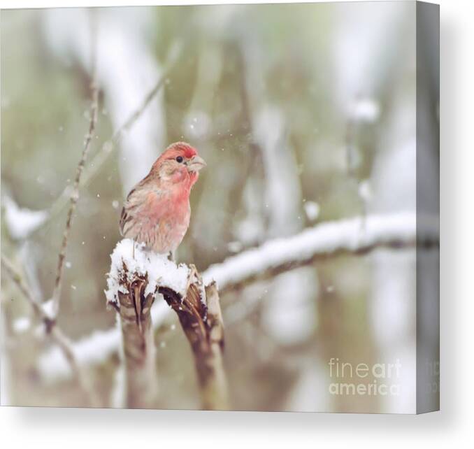 House Finch Canvas Print featuring the photograph Wild Birds - House Finch in The Snow by Kerri Farley of New River Nature