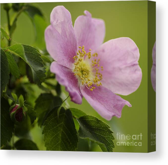 Wild Canvas Print featuring the photograph Wild Rose by Nick Boren
