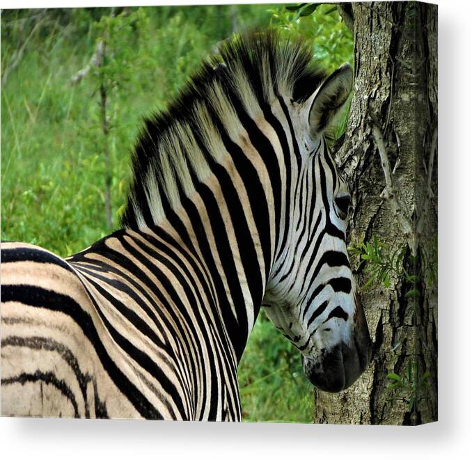 Zebra Canvas Print featuring the photograph Zebra Walks by Vijay Sharon Govender
