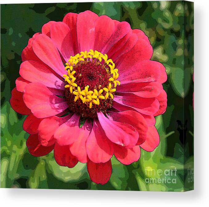 Zinnia Canvas Print featuring the photograph Zinnia by Jeanette French