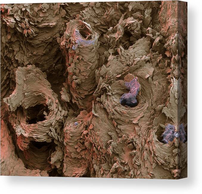 Color Enhancement Canvas Print featuring the photograph Horses Hoof, Sem #1 by Meckes/ottawa