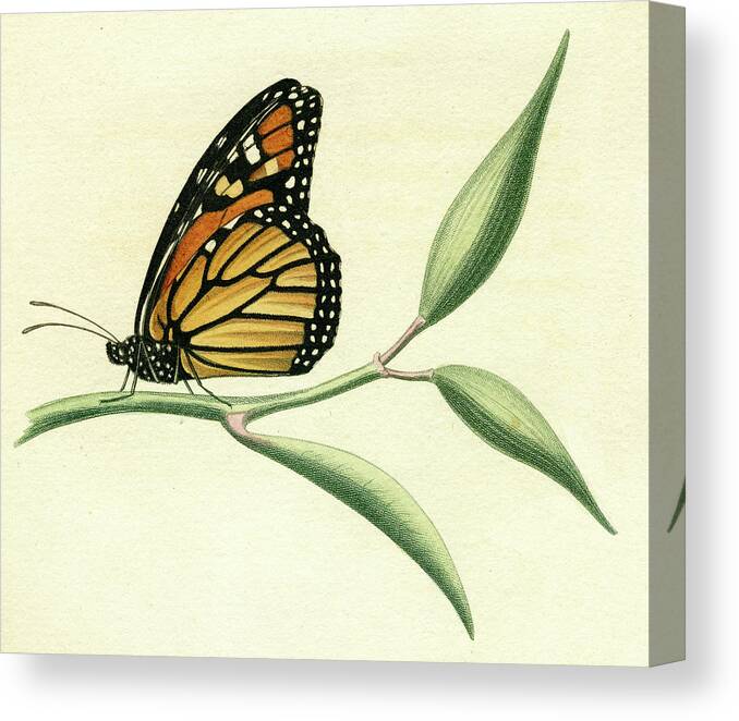 Entomology Canvas Print featuring the mixed media Butterfly by Unknown