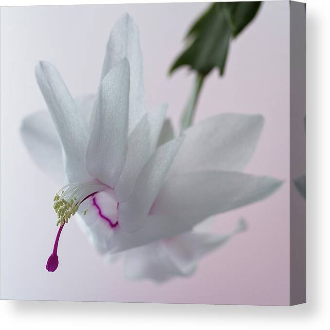 Floral Canvas Print featuring the photograph White Christmas cactus #2 by Shirley Mitchell